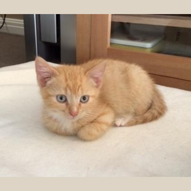 Photo of "Lucky"   Purrfect Match