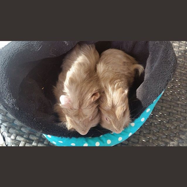 Photo of Rocky And T Rex