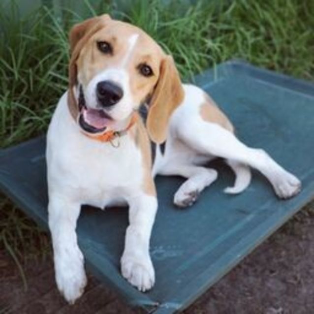 Photo of Penny