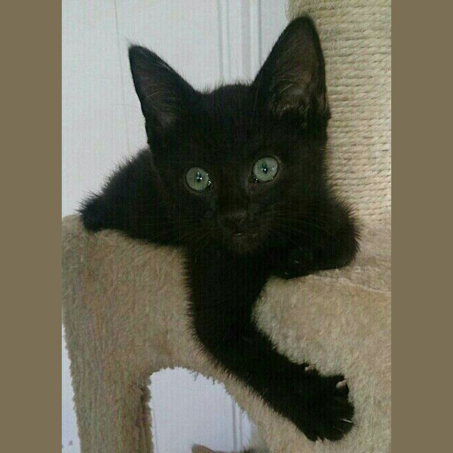 Photo of Sooty