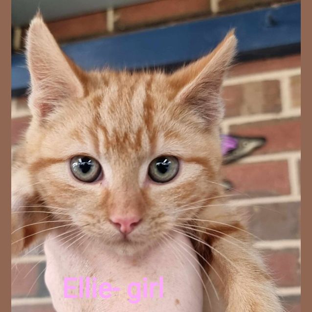 Photo of Ginger Ninjas! 