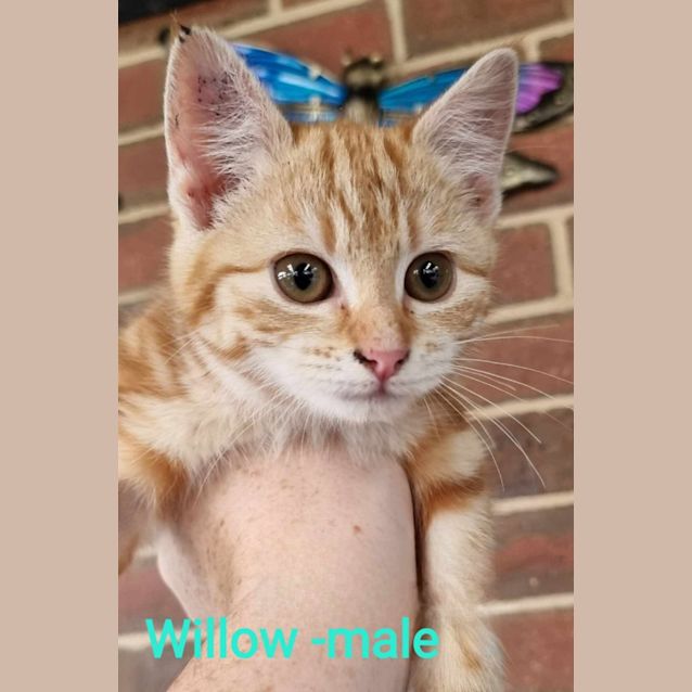 Photo of Ginger Ninjas! 