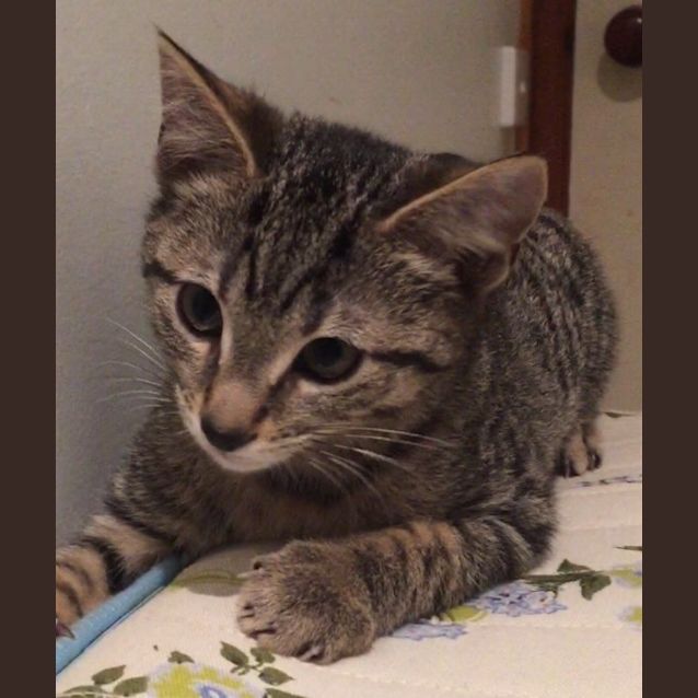 Photo of Peanut