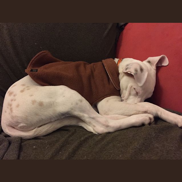 Photo of Sorbet ~ Adopted With Love 14/2/16