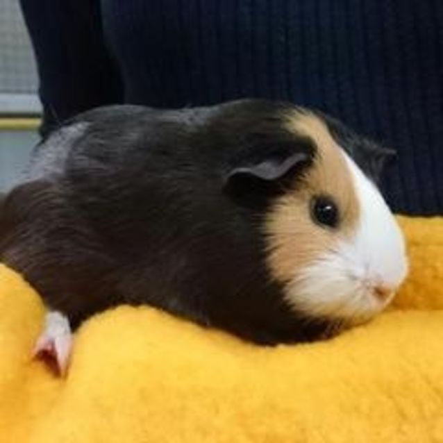Photo of Flaurice