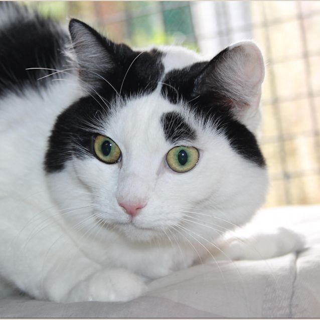 Photo of Snowy