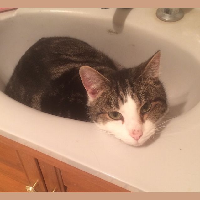 Photo of Basil Adoption Pending