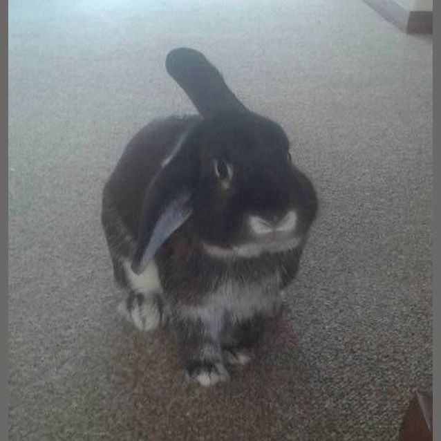 Photo of Henry