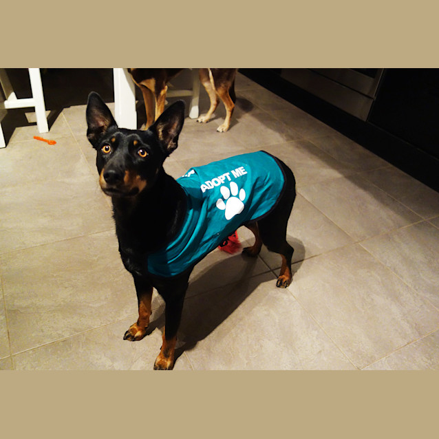 Photo of True (Rehomed)