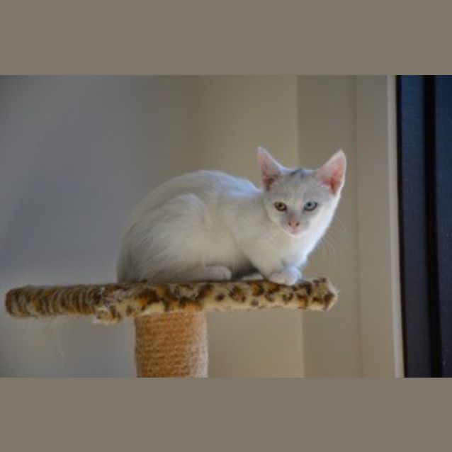 Photo of Bambino