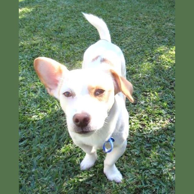 Photo of Kasper ~ Jack Russell X (On Trial 21/7/15)