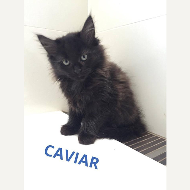 Photo of Caviar