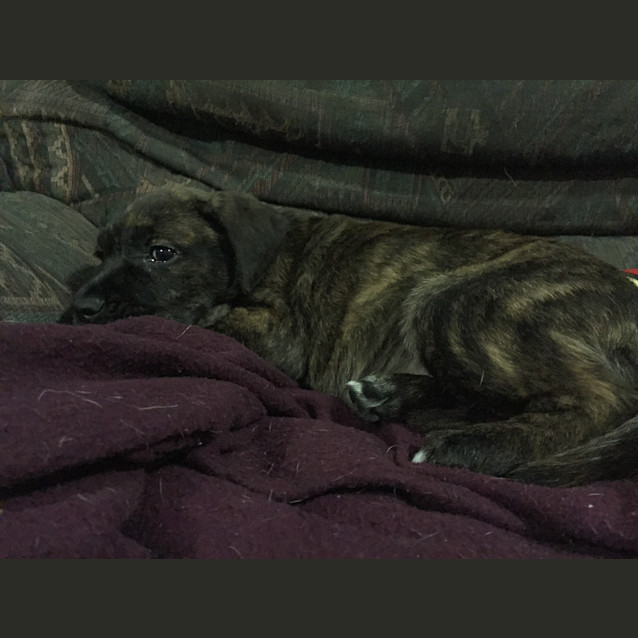 Photo of Rhea 