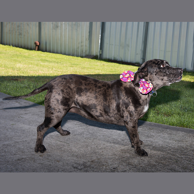 Photo of Bindi ~ Senior Staffy (Adopted 16/7/16)