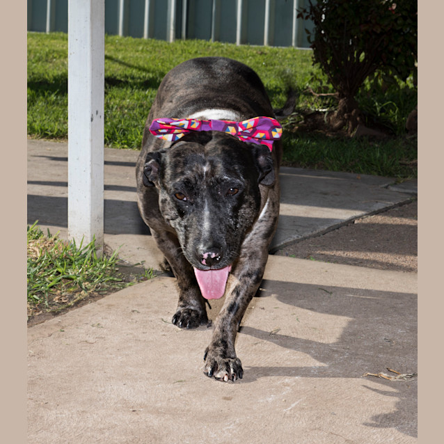 Photo of Bindi ~ Senior Staffy (Adopted 16/7/16)
