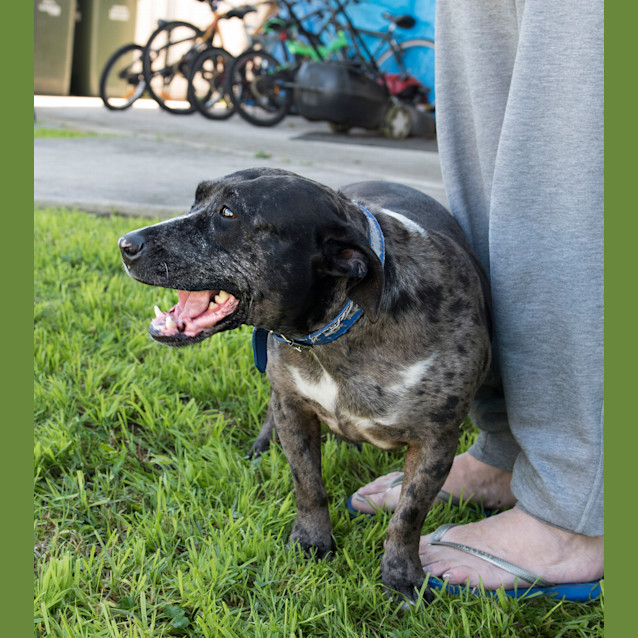 Photo of Bindi ~ Senior Staffy (Adopted 16/7/16)