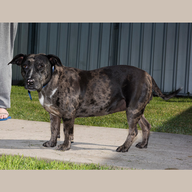 Photo of Bindi ~ Senior Staffy (Adopted 16/7/16)