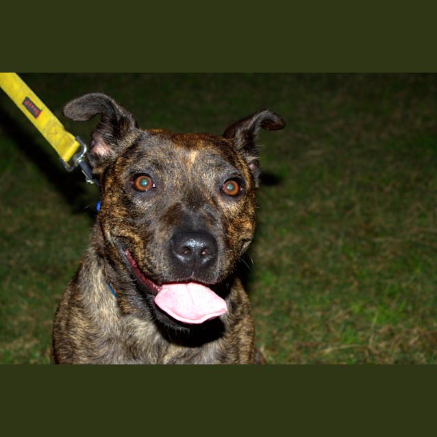 Photo of Sasha ~ Staffy X Greyhound (On Trial 23/8/15)