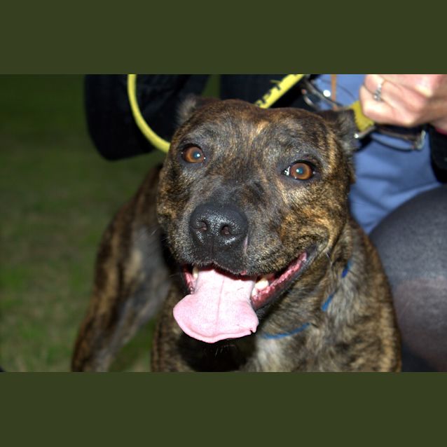 Photo of Sasha ~ Staffy X Greyhound (On Trial 23/8/15)