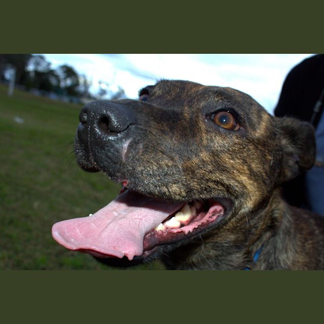 Photo of Sasha ~ Staffy X Greyhound (On Trial 23/8/15)