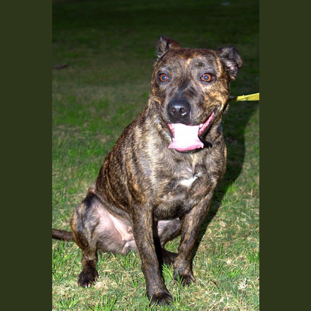 Photo of Sasha ~ Staffy X Greyhound (On Trial 23/8/15)