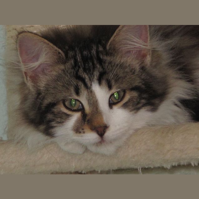 Photo of "Beatrice"   Purrfect Match