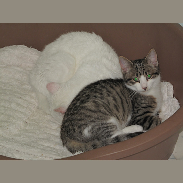 Photo of "Bastion"   Purrfect Match