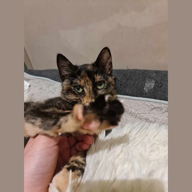 Photo of 💕 Pebbles 💕