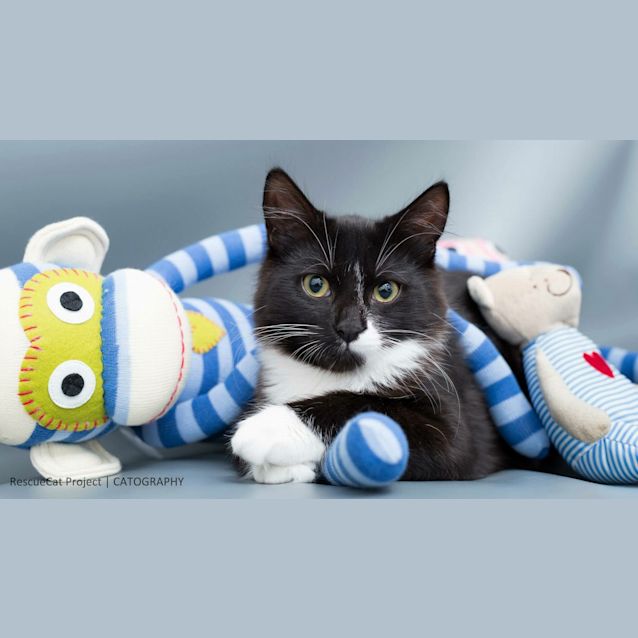 Photo of "Kitten Dice And Domino"   Purrfect Match