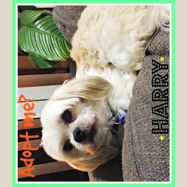 Photo of Harry ~ Maltese X Shih Tzu (Trial 8/8/15)
