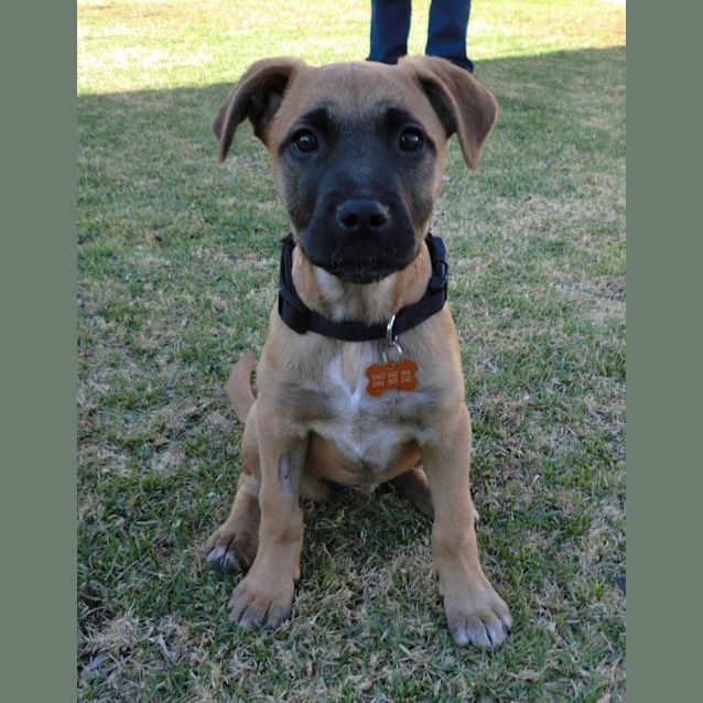 Photo of Portia *On Trial In Her New Home*
