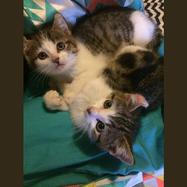 Photo of Dash And Violet! In Frankston 