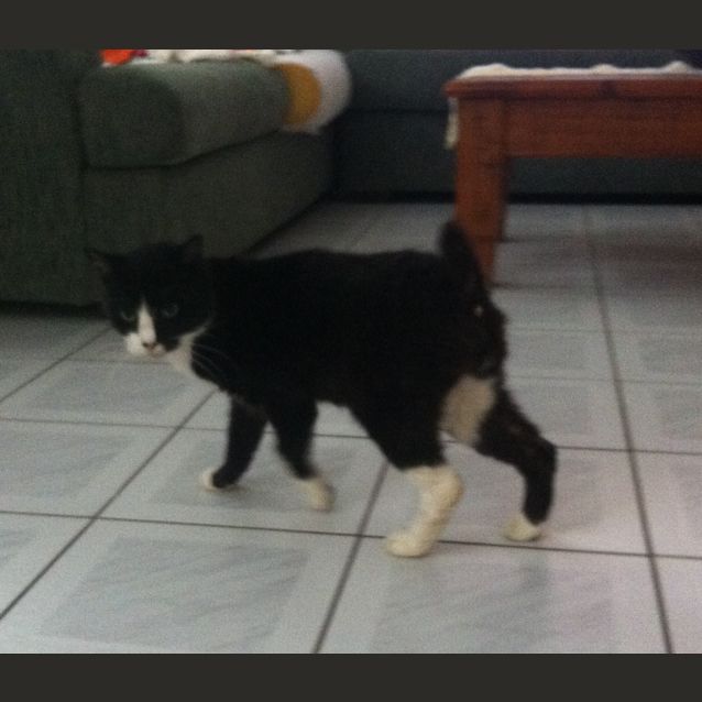 Photo of Pudda