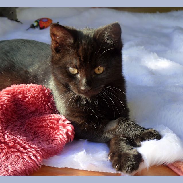 Photo of Luther **Adoption Day**