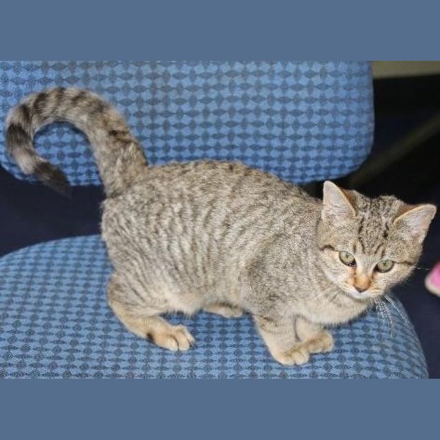 Photo of Triger