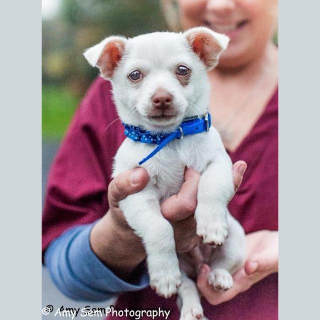 Photo of Gizmo