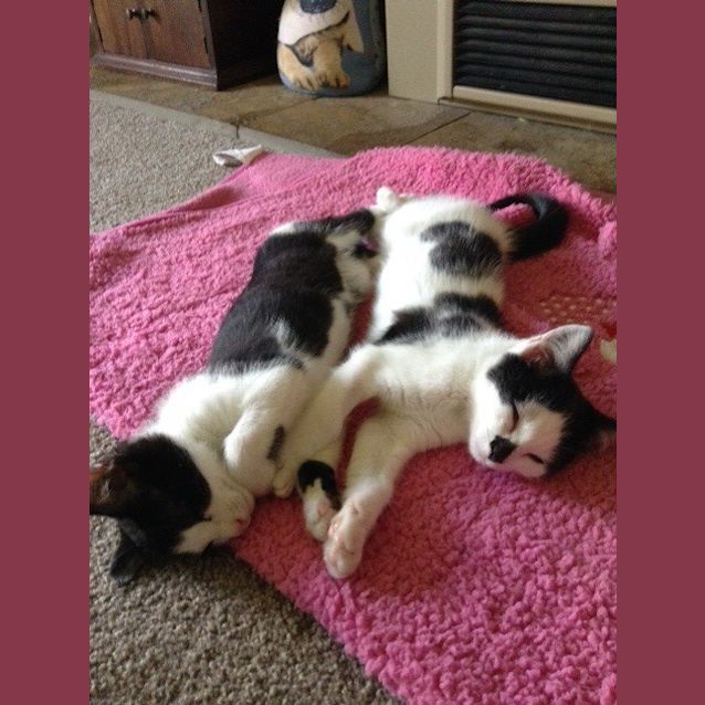 Photo of Orca & Oreo (Located In Bundoora)