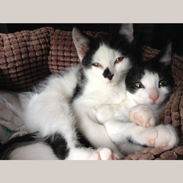 Photo of Orca & Oreo (Located In Bundoora)
