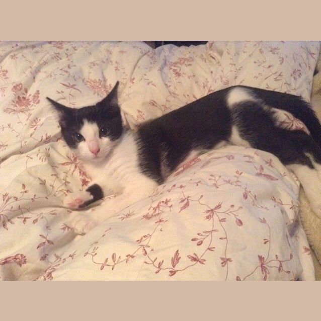Photo of Orca & Oreo (Located In Bundoora)