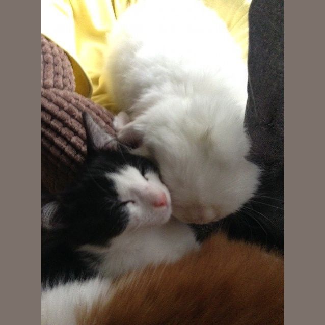 Photo of Orca & Oreo (Located In Bundoora)