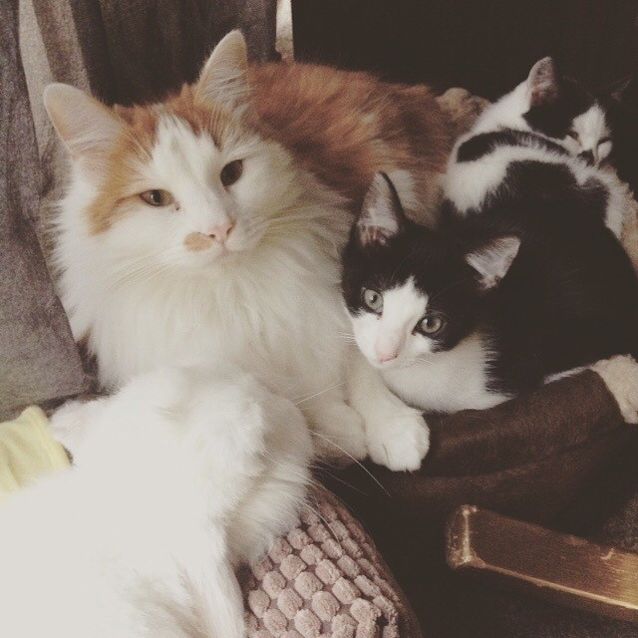 Photo of Orca & Oreo (Located In Bundoora)