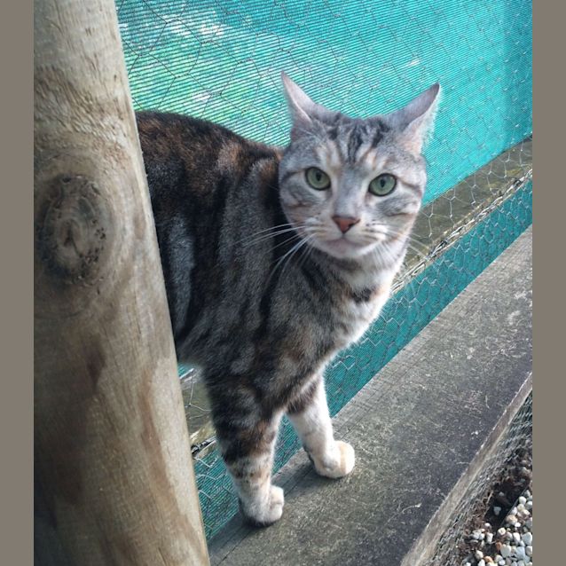 Photo of Charlotte (Located Templestowe)