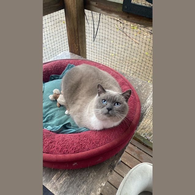 Photo of Sheba