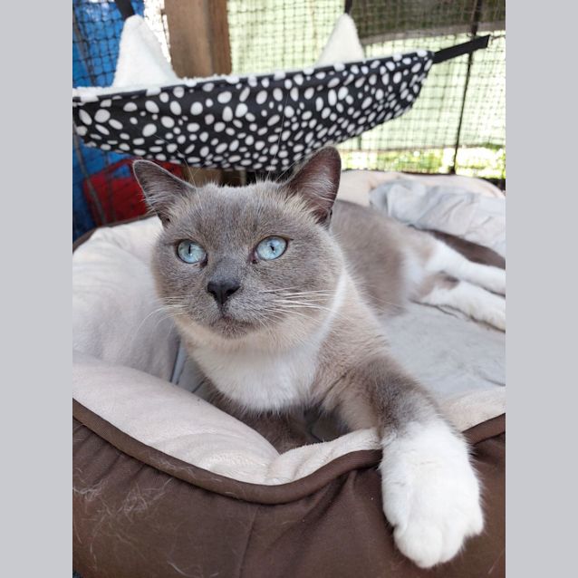 Photo of Sheba