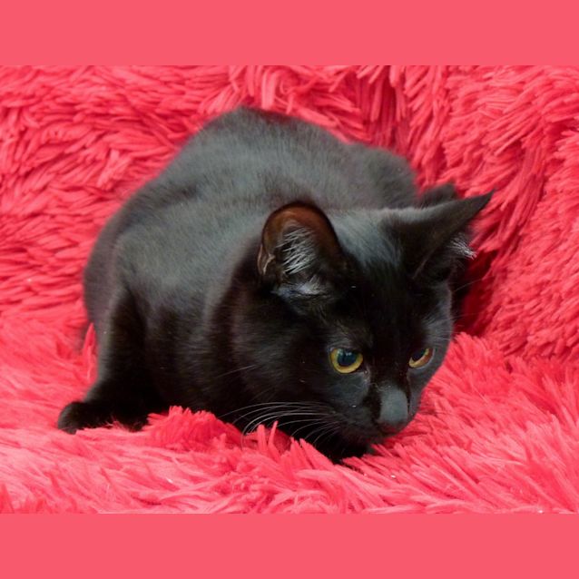 Photo of William ** Adoption Day**