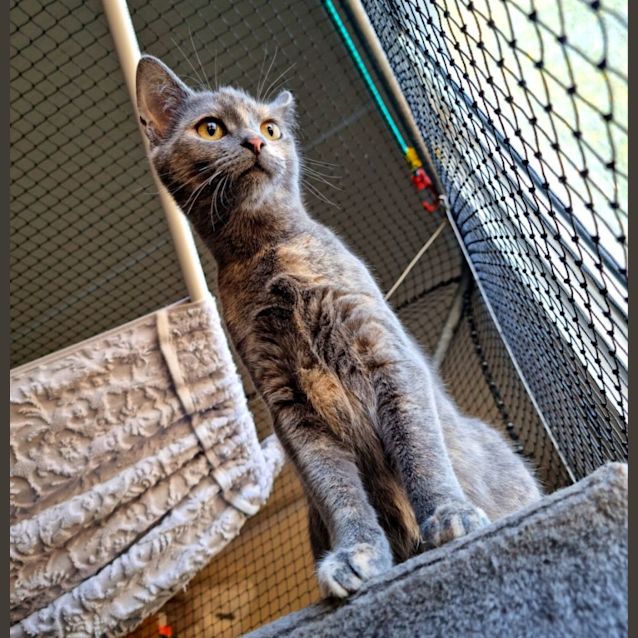 Photo of Bella