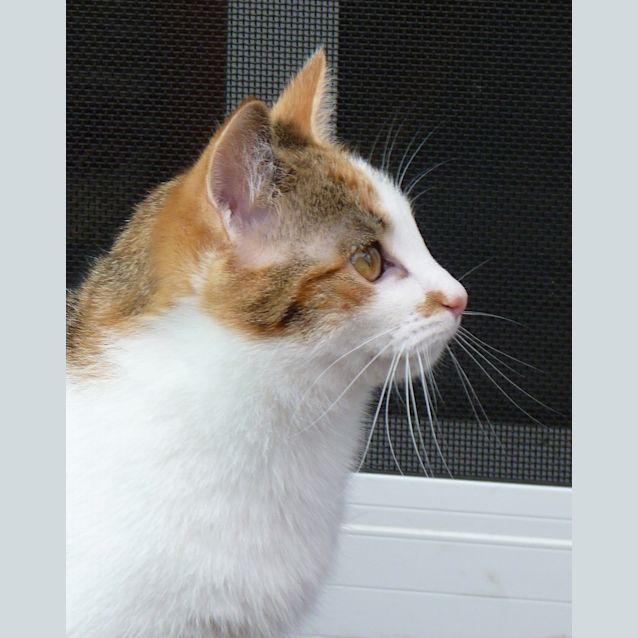 Photo of Cindy 