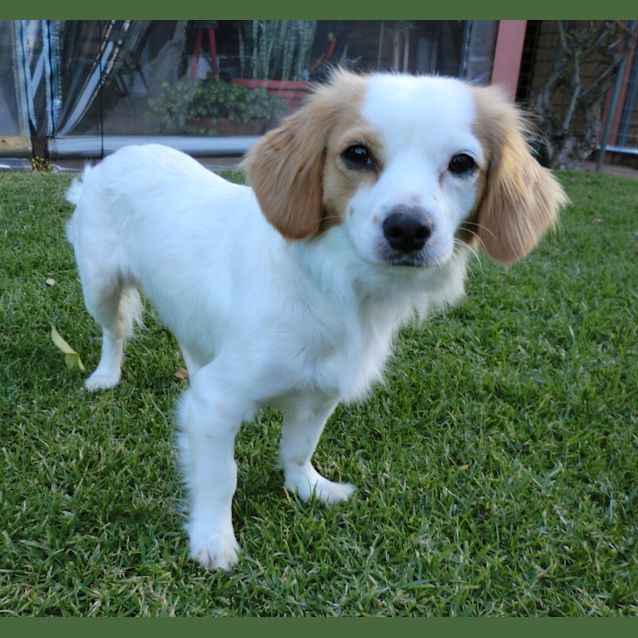 Photo of Ruby *On Trial In Her New Home*