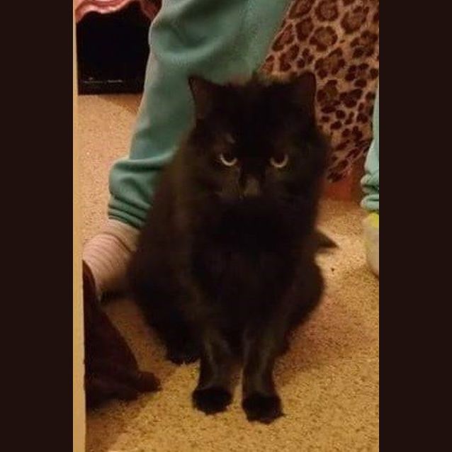 Photo of Mumma Cat 