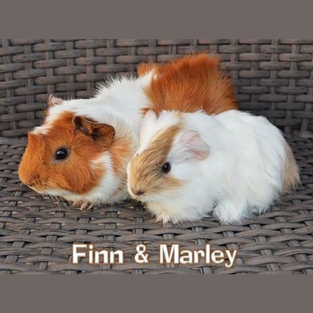 Photo of Finn And Marley